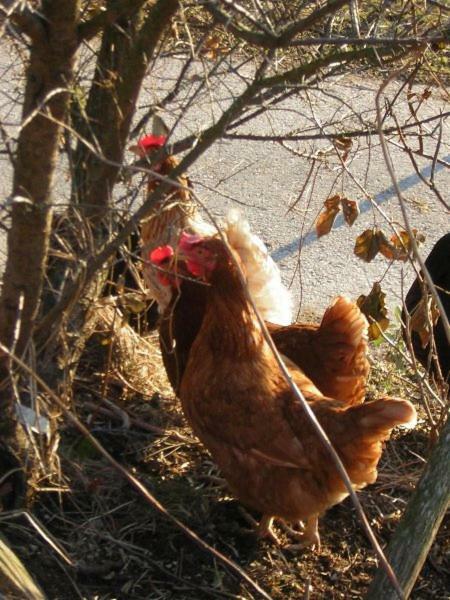 Leitingerhof Séjour à la ferme *